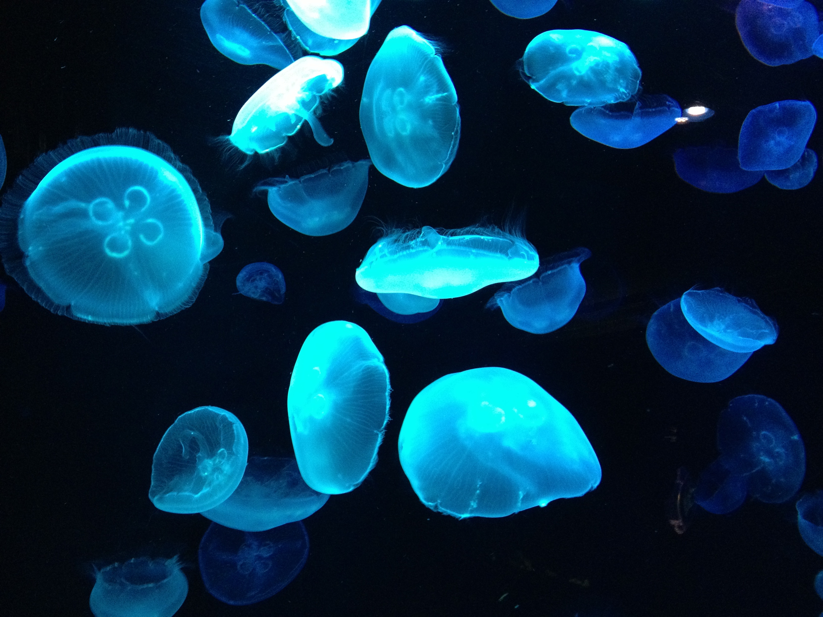 クラゲ 京都水族館